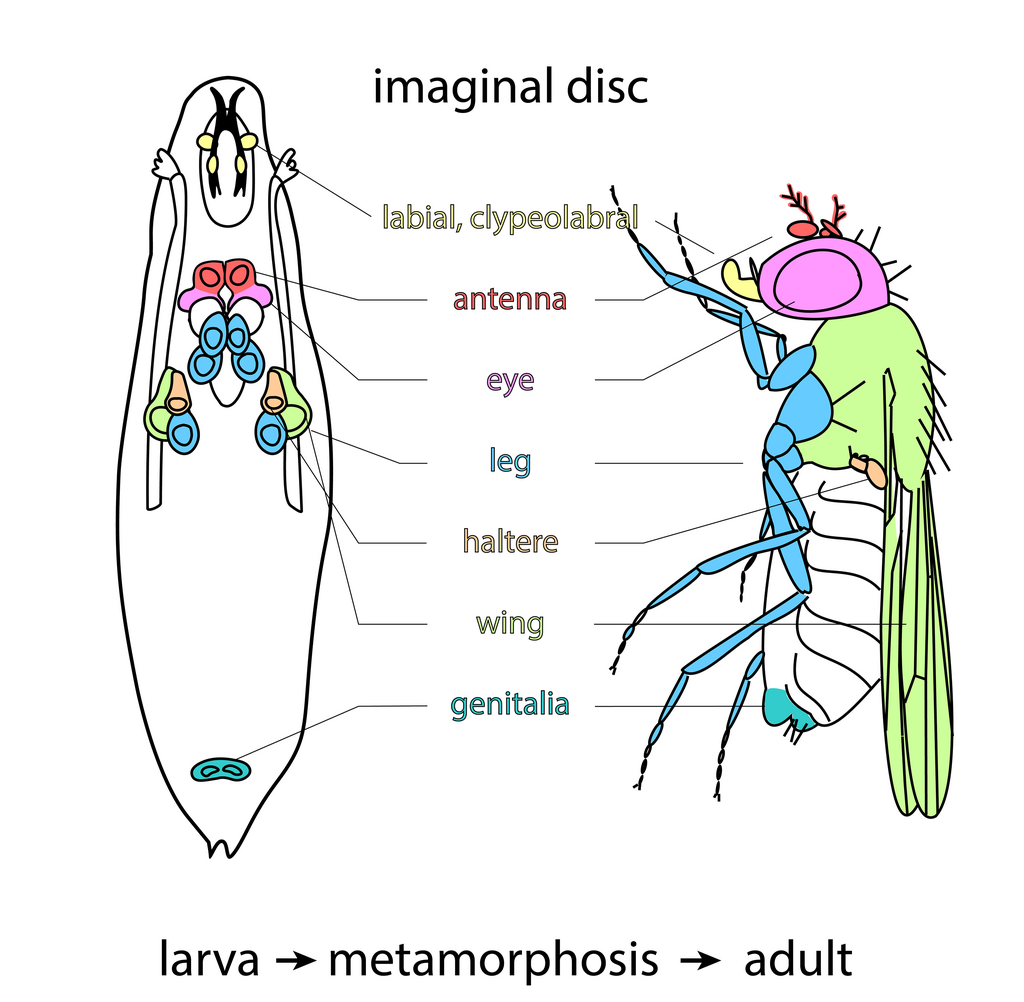 Imaginal Disc